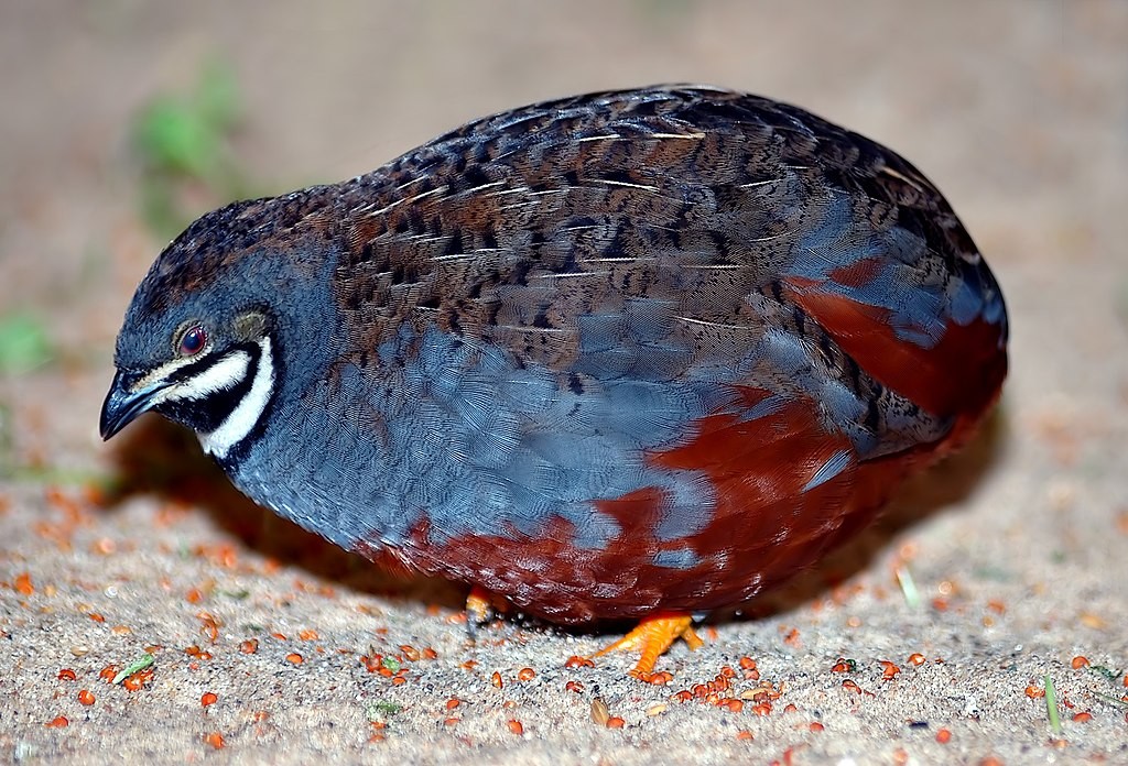 caracteristicas da codorna chinesa