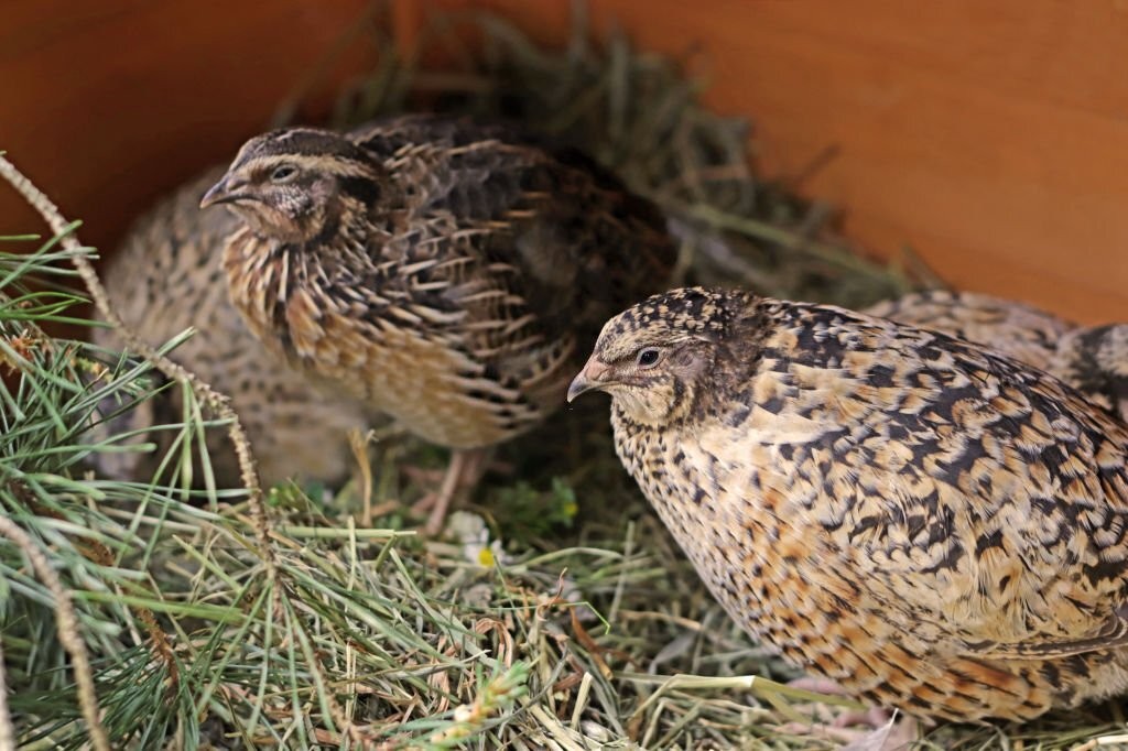 caracteristicas da codorna europeia