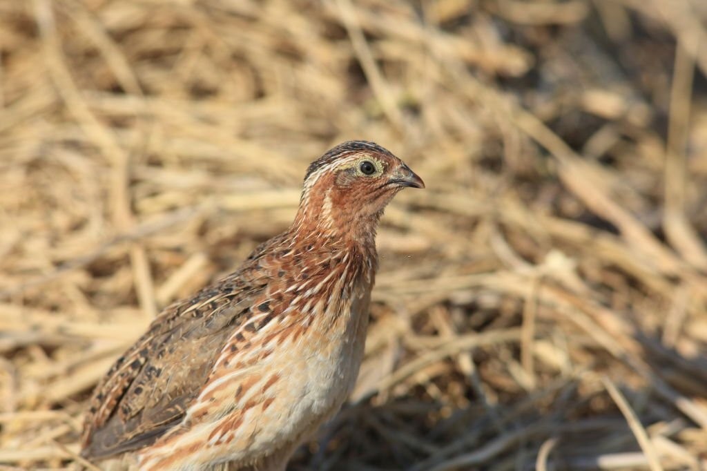 características da codorna japonesa