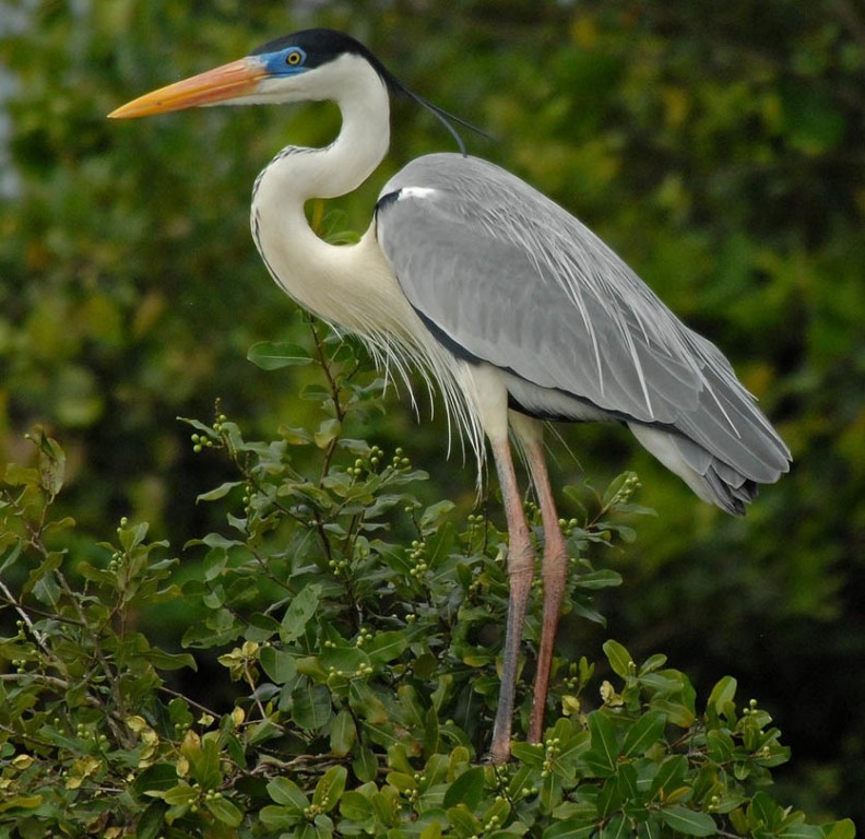 caracteristicas da garca-moura