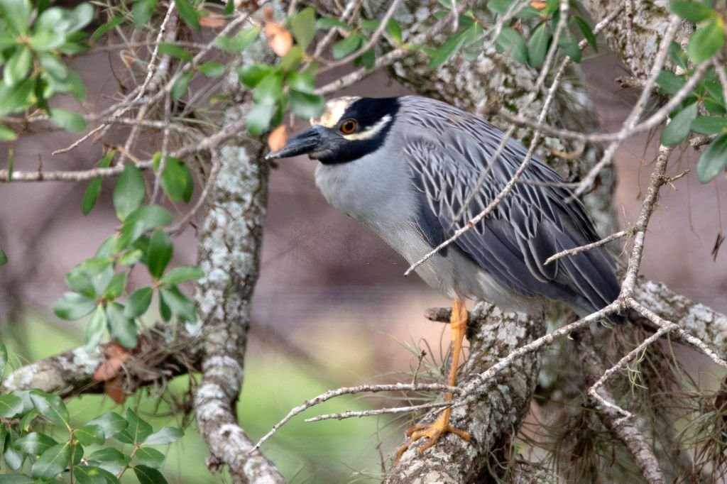 caracteristicas da garca-noturna-coroada