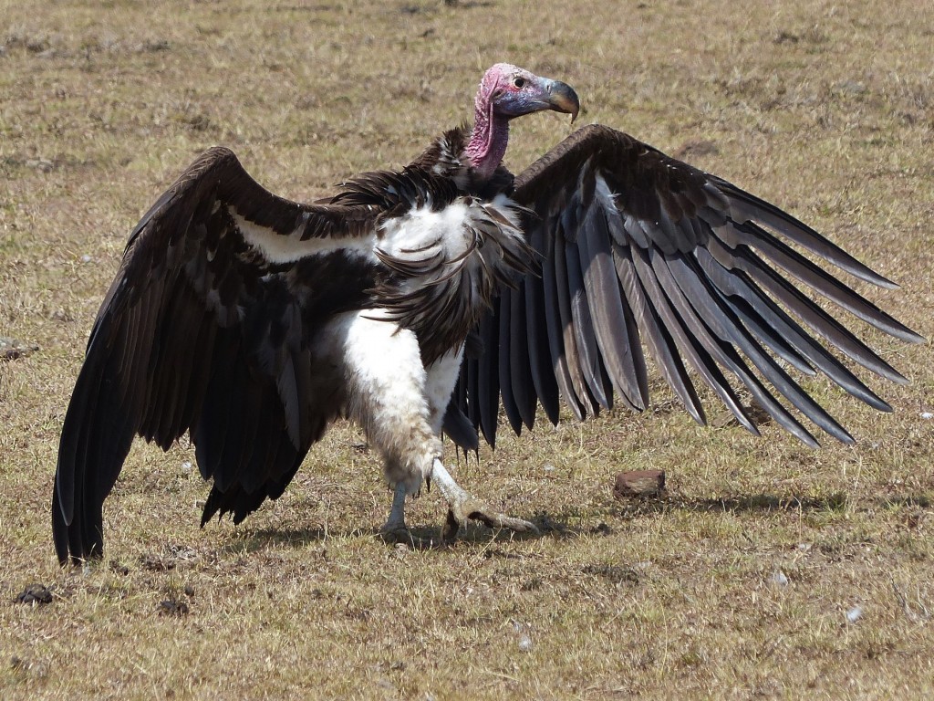 características do abutre-real