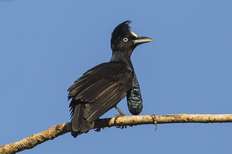 caracteristicas do anambe-preto