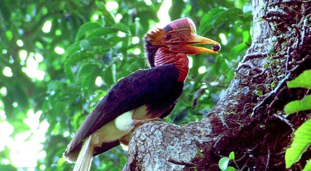 caracteristicas do calau de capacete