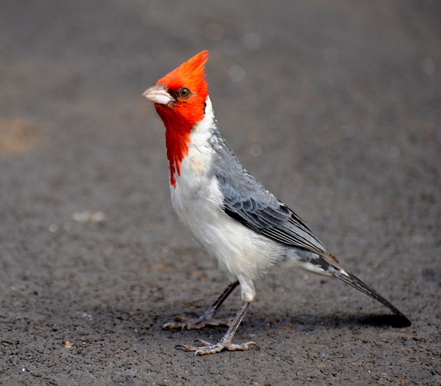 caracteristicas do cardeal-de-topete-vermelho