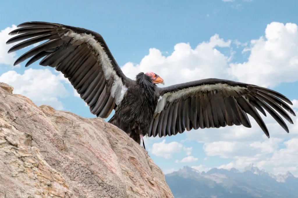 características do condor-da-california