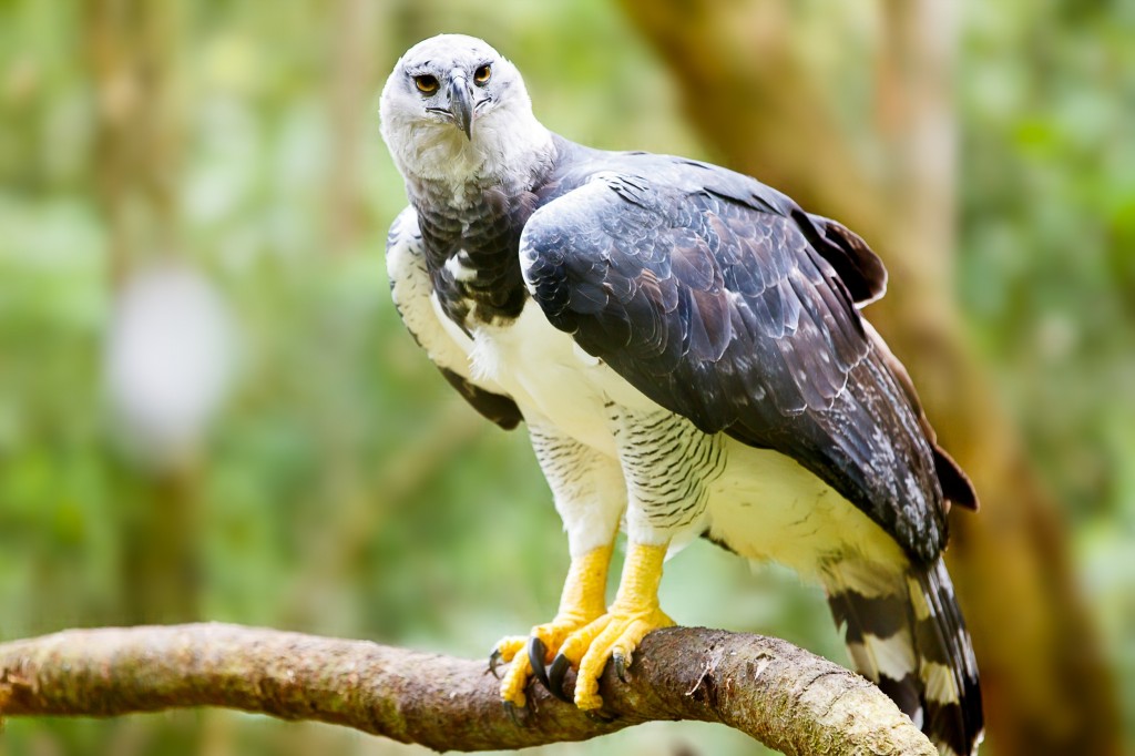 características do gaviao-real