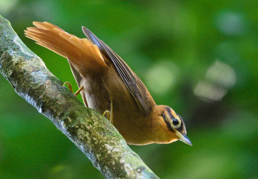 caracteristicas do limpa-folha-coroado