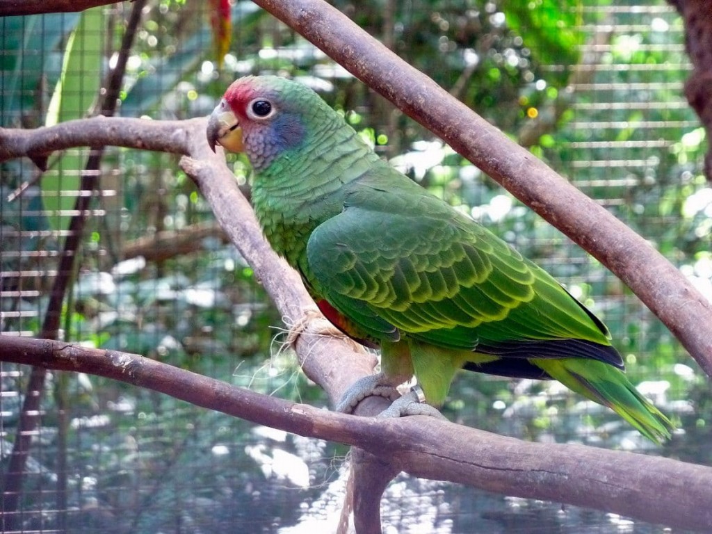 caracteristicas do papagaio-de-cara-roxa