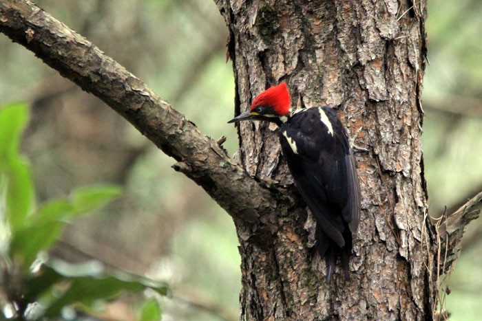 características do pica-pau-de-banda-branca