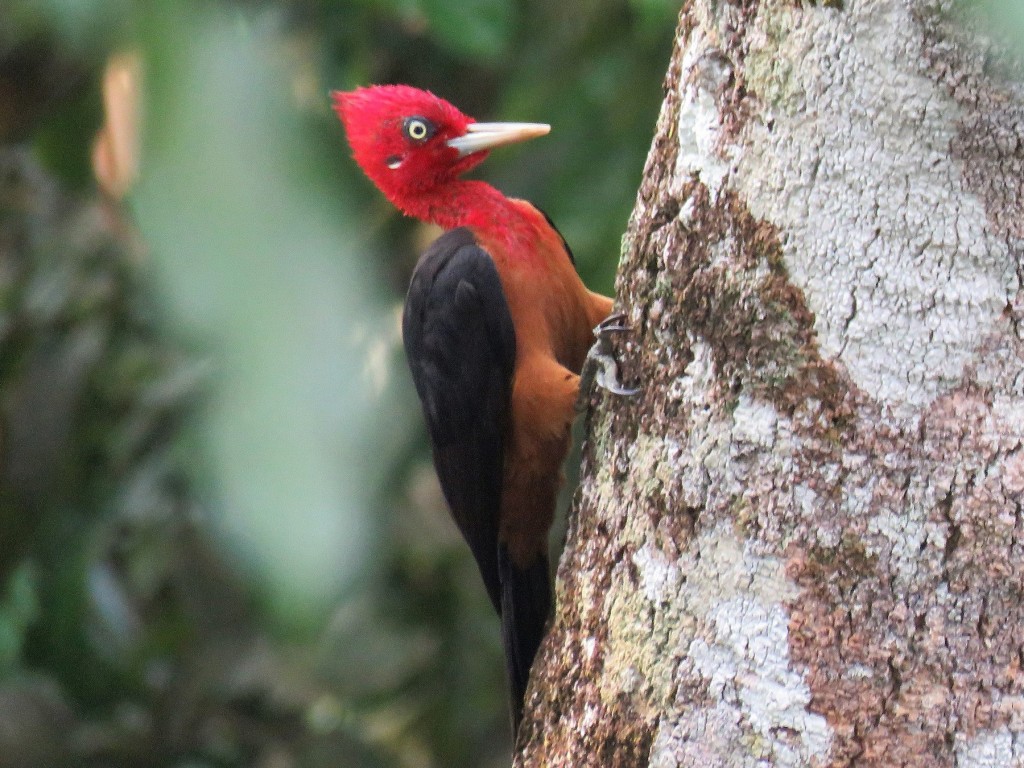 caracteristicas do pica-pau-de-barriga-vermelha