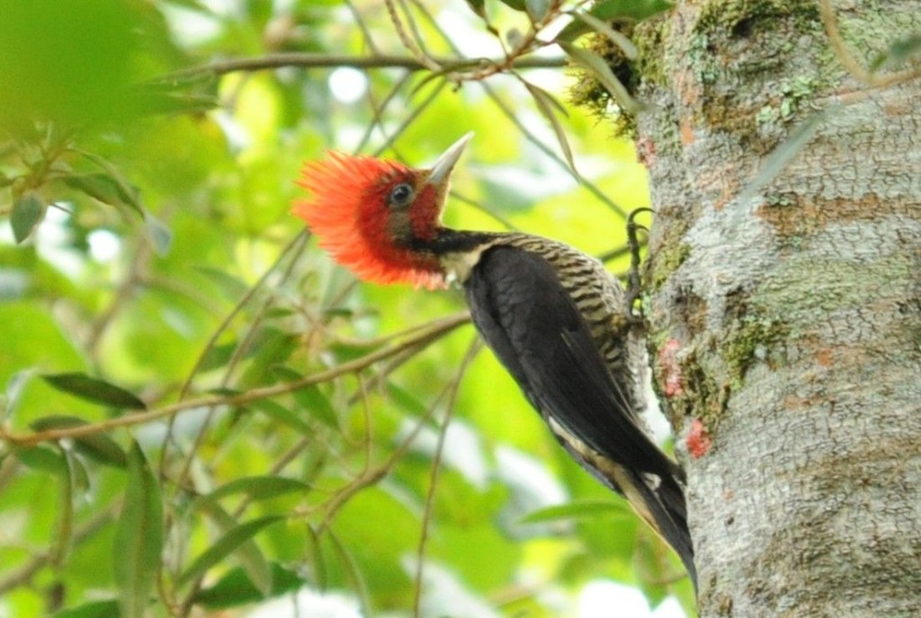 caracteristicas do pica-pau-de-cara-canela