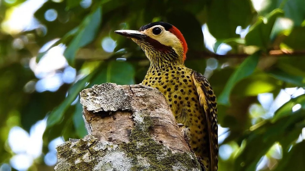 características do pica-pau-verde-barrado