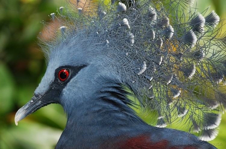 caracteristicas do pombo coroado