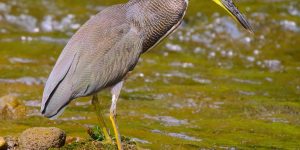 caracteristicas do soco-boi-escuro