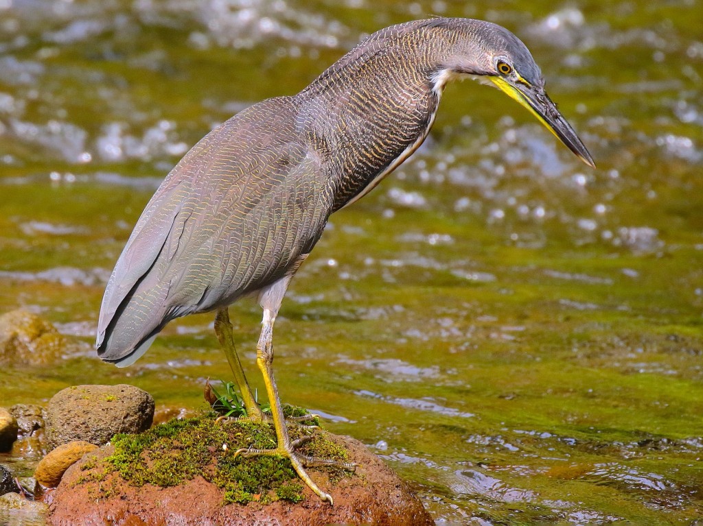 caracteristicas do soco-boi-escuro