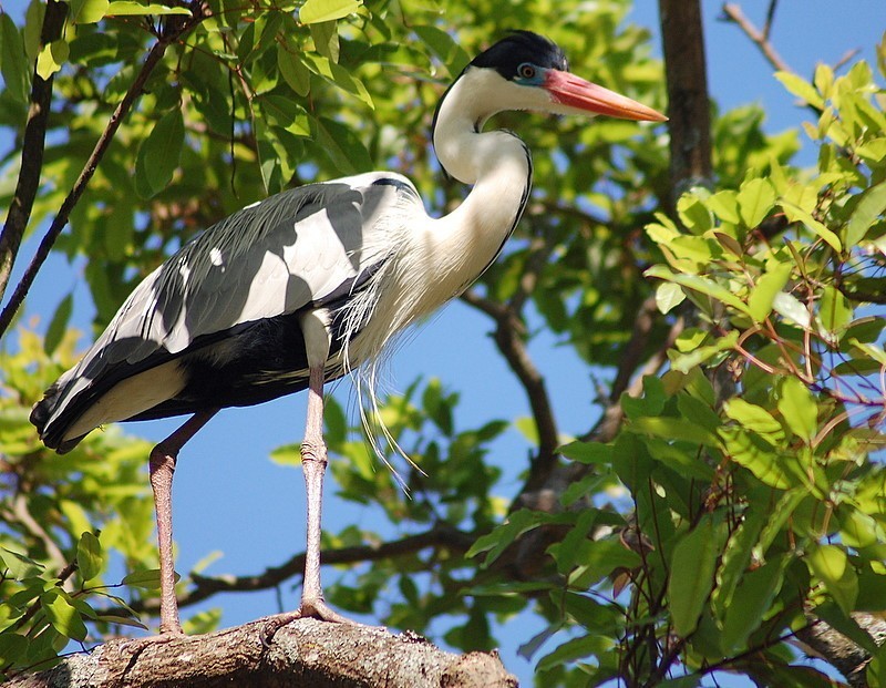 caracteristicas do soco-grande