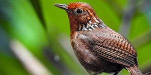 caracteristicas do uirapuru-verdadeiro
