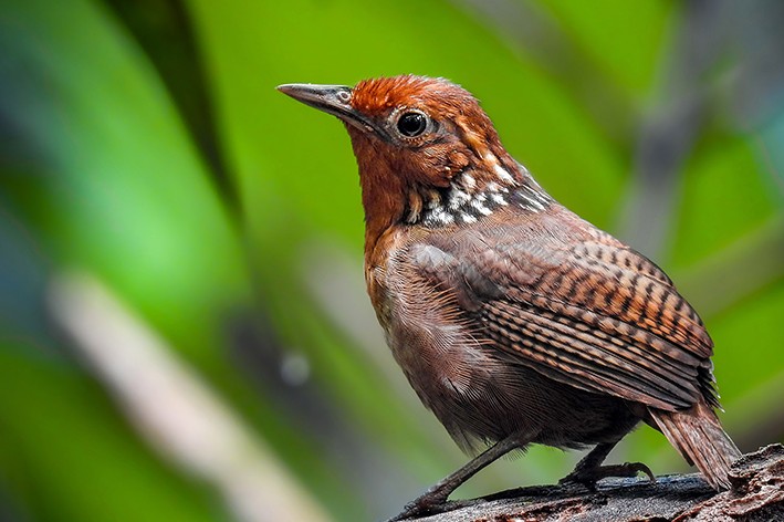 caracteristicas do uirapuru-verdadeiro