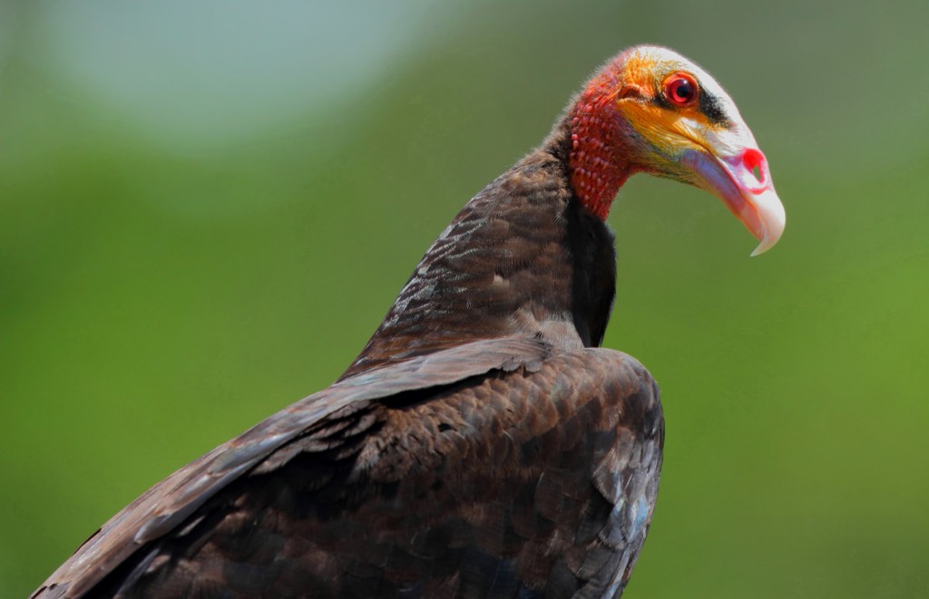 características do urubu-da-mata