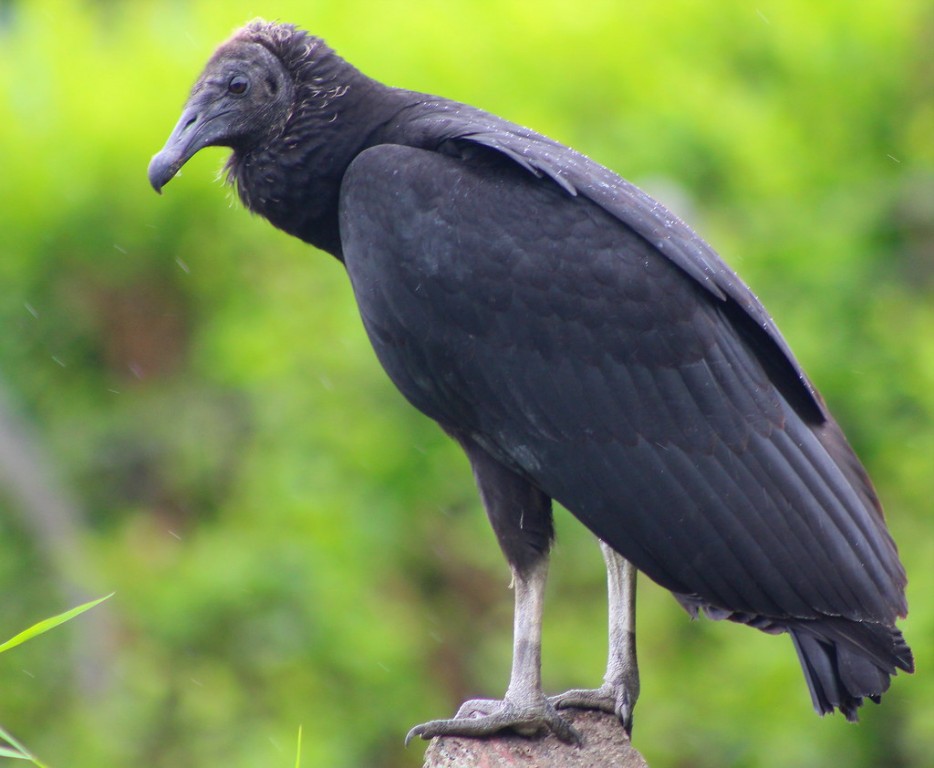 características do urubu-de-cabeca-preta