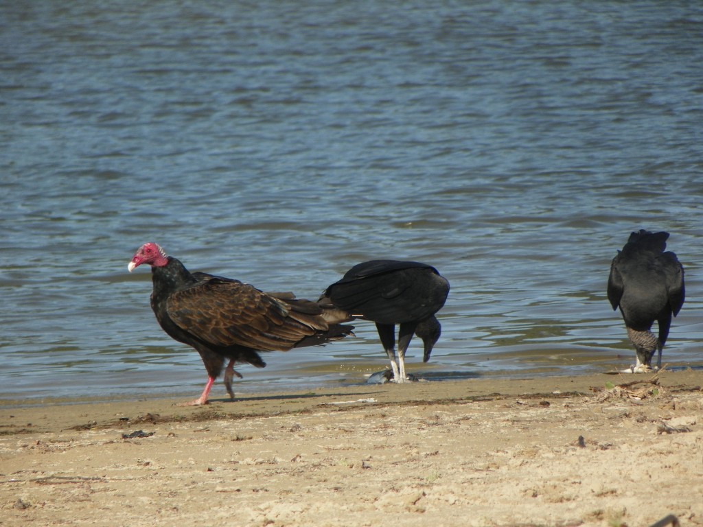 caracteristicas do urubu-de-cabeca-vermelha