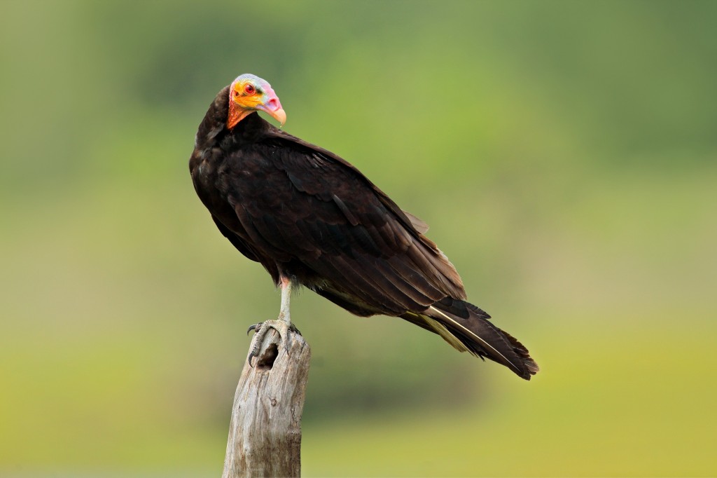 características gerais dos urubus