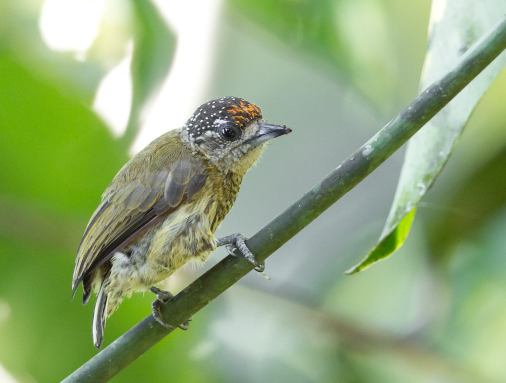 caracteristicas pica-pau-anao-dourado