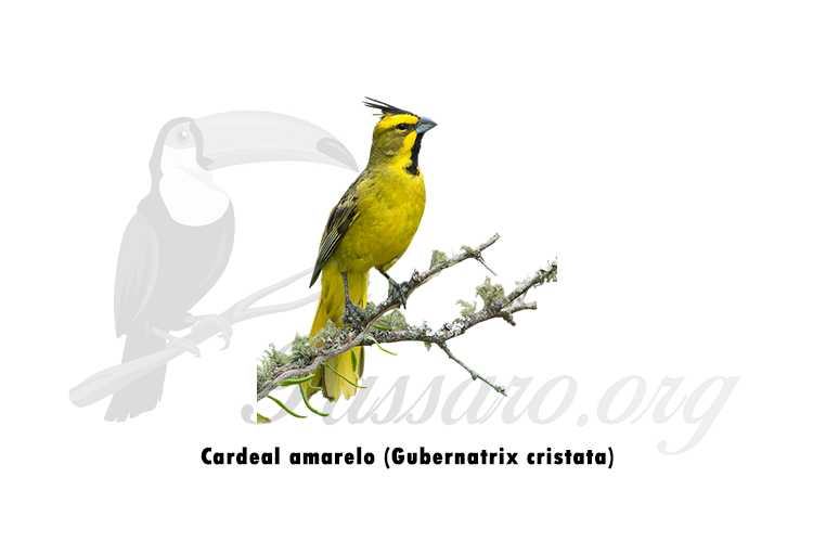 cardeal amarelo (Gubernatrix cristata)