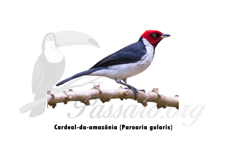 cardeal-da-amazonia (paroaria gularis)