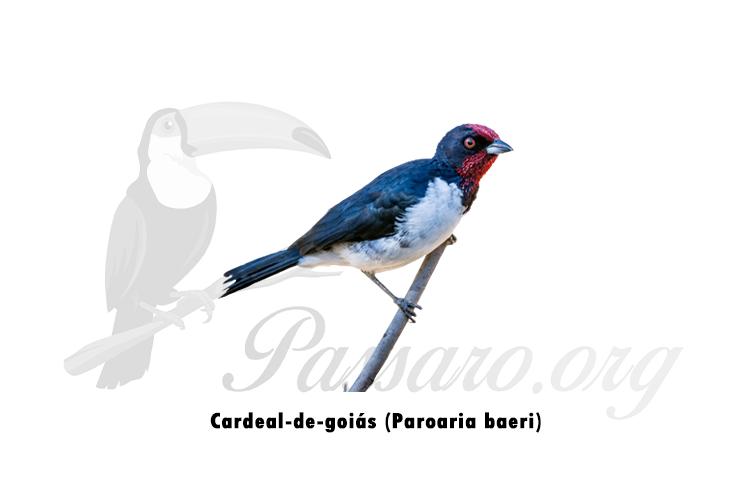 cardeal-de-goias (paroaria baeri)