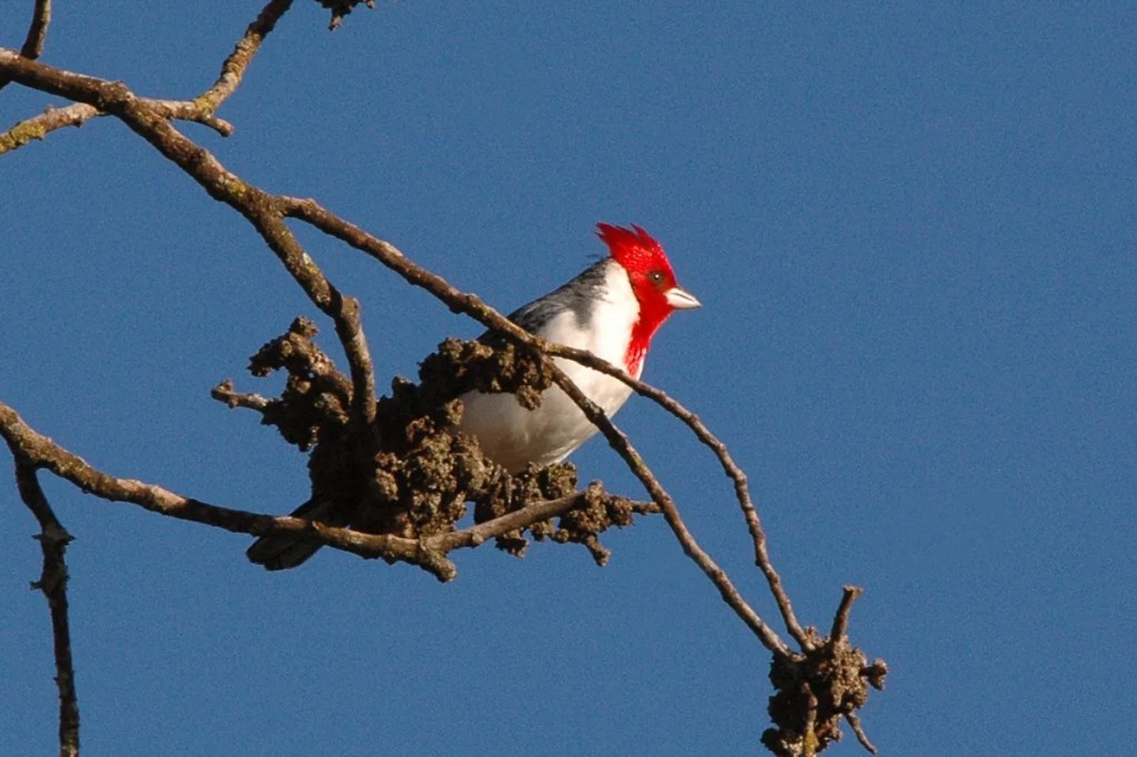 cardeal-de-topete-vermelho