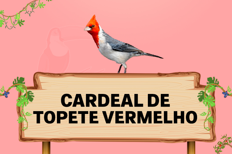 cardeal de topete vermelho