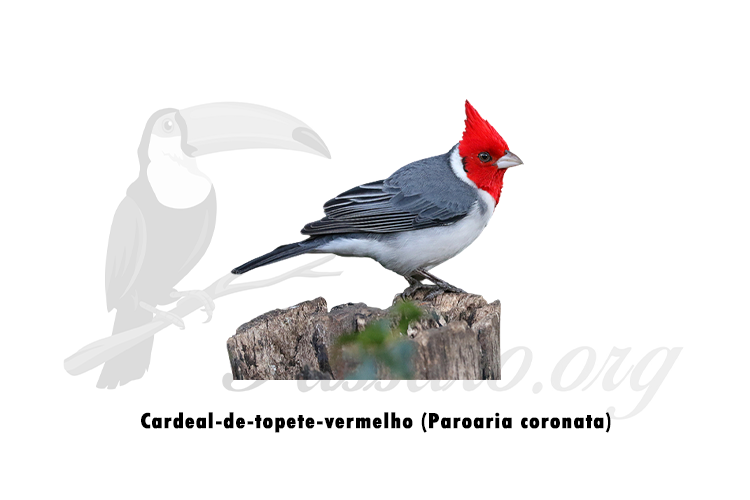 cardeal-de-topete-vermelho (Paroaria coronata)
