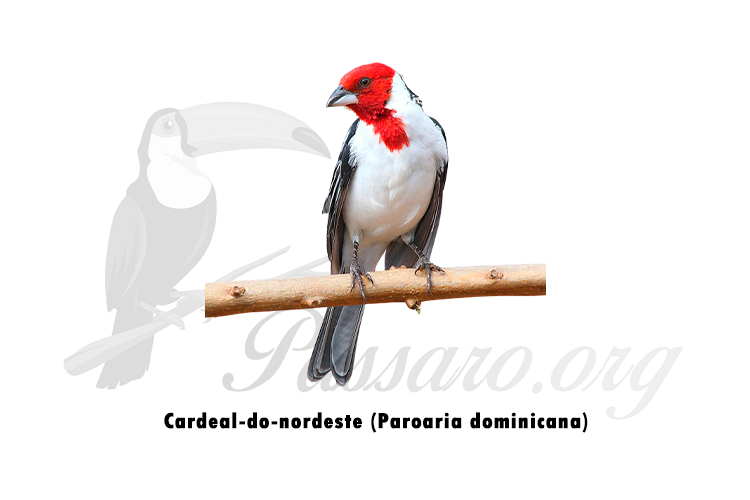 cardeal-do-nordeste (paroaria dominicana)