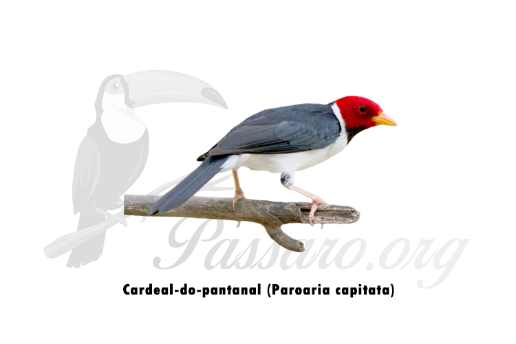 cardeal-do-pantanal (paroaria capitata)