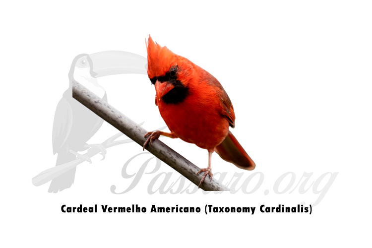 cardeal vermelho americano (taxonomy cardinalis)