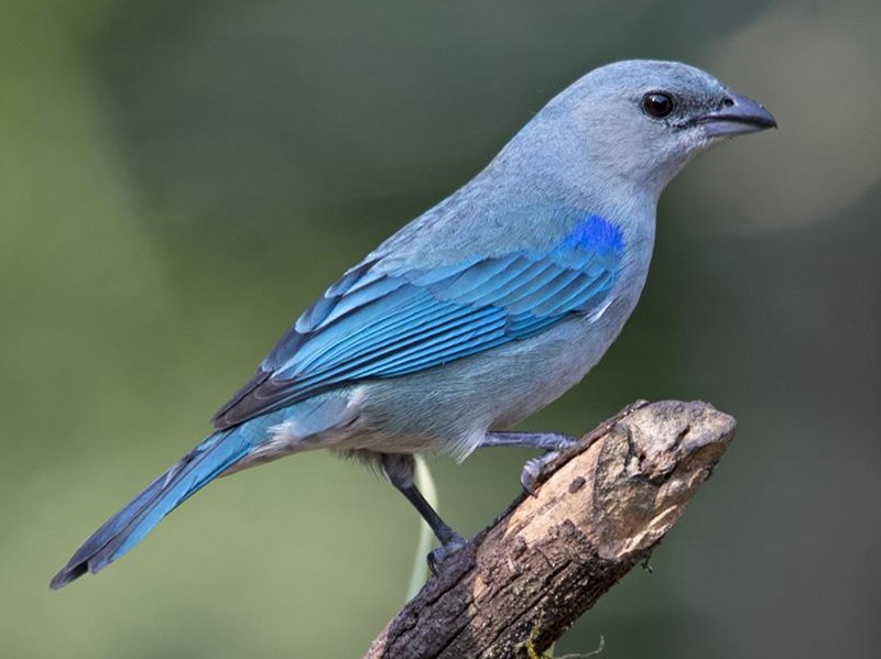 classificacao científica da pipira azul