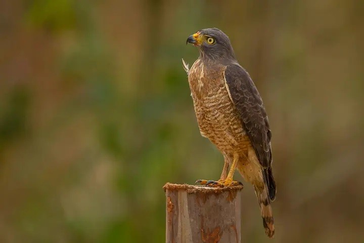 classificacao científica do gaviao carijo