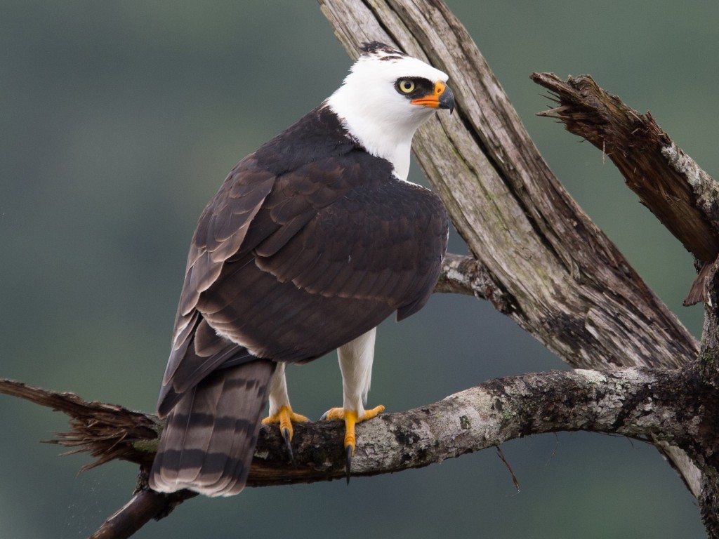 classificacao científica do gaviao pato