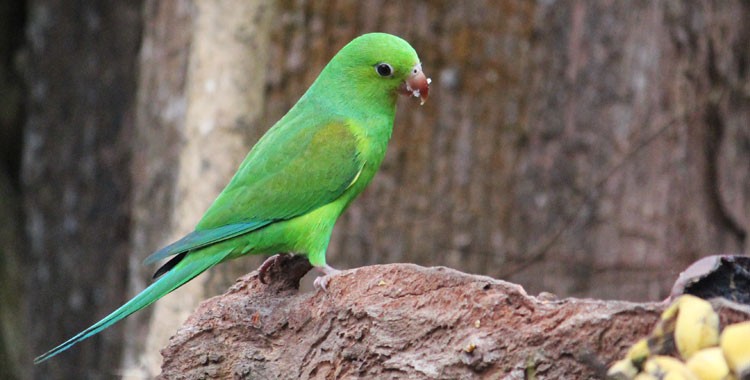 classificacao científica do periquito verde