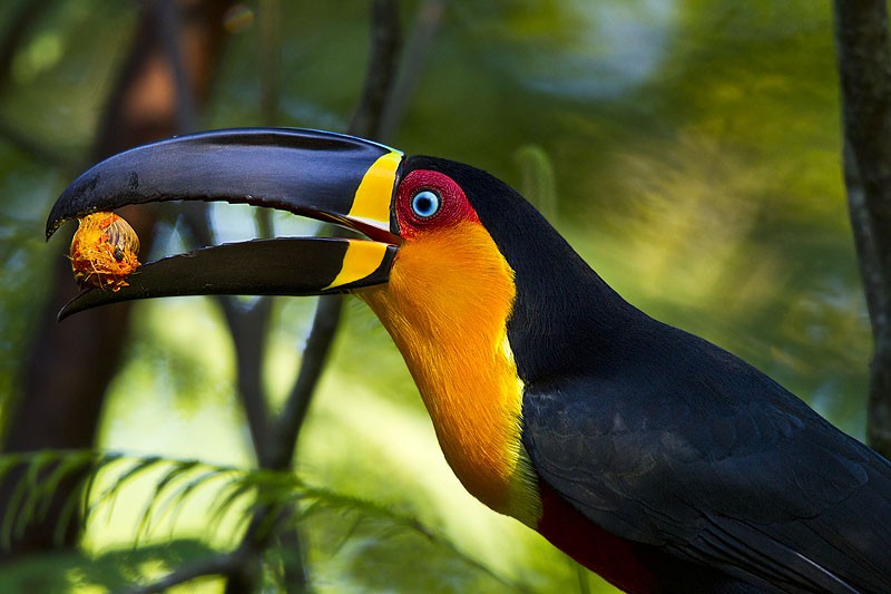 classificacao cientifica do tucano-de-bico-preto