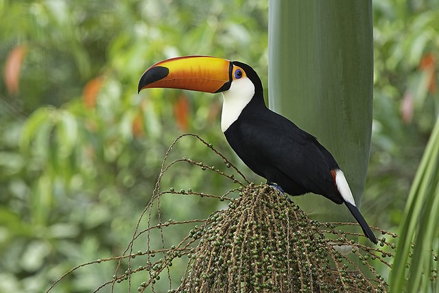 classificacao científica do tucano-toco