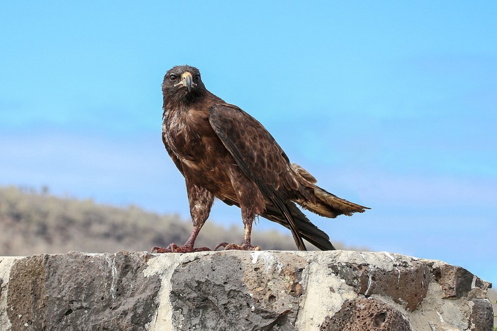 classificacao científica falcao de galapagos