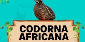 codorna africana