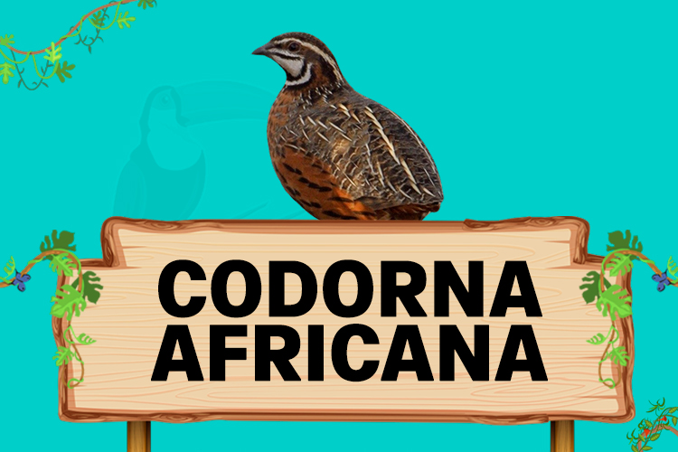 codorna africana