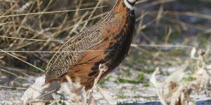 codorna africana