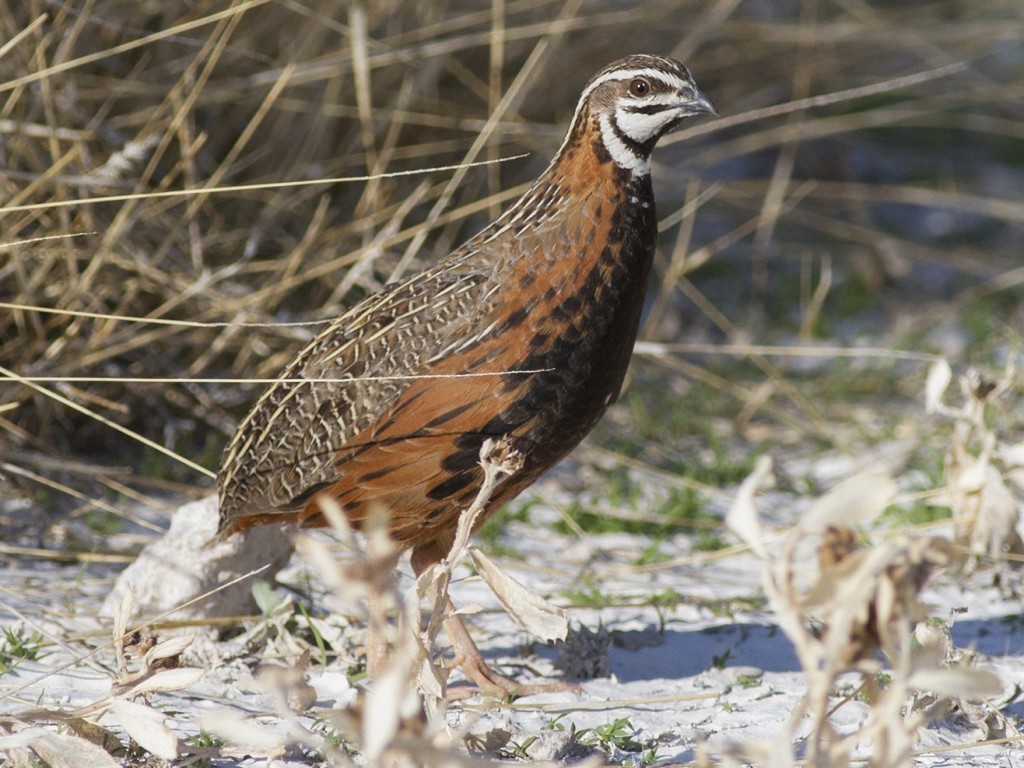  codorna africana