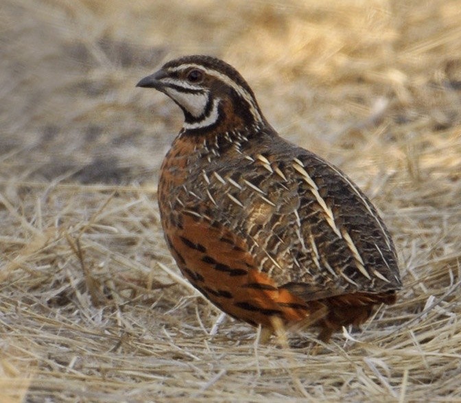  codorna africana