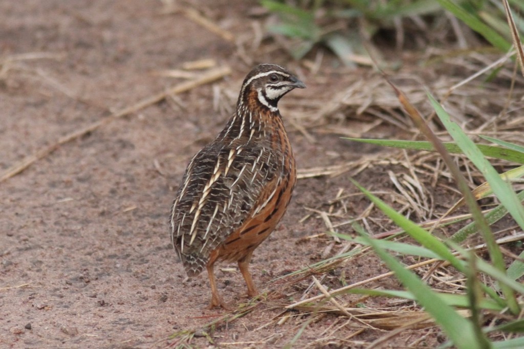  codorna africana